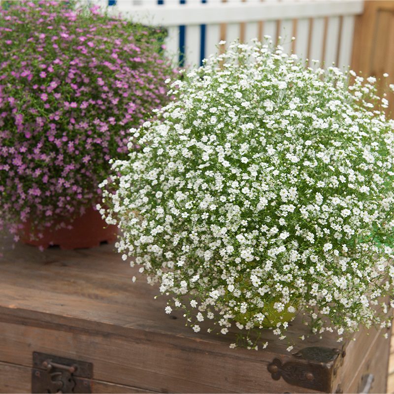 Gypsophila Gypsy Compact White Flower Seeds for Planting flower bed