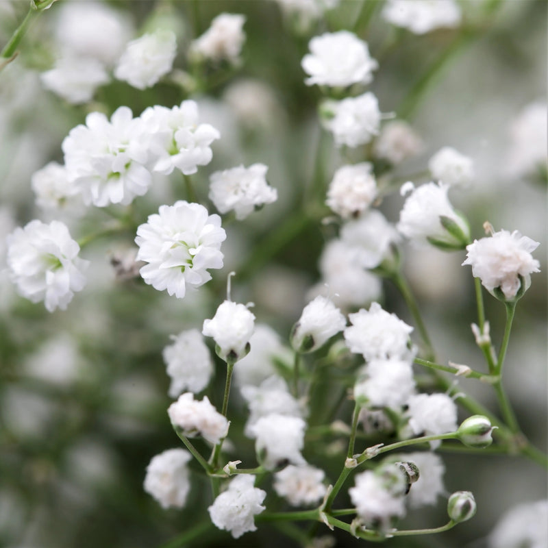 Baby's-Breath Flower seeds for Planting - Bright Blooms, Heirloom & GMO Free Seeds for Home Garden