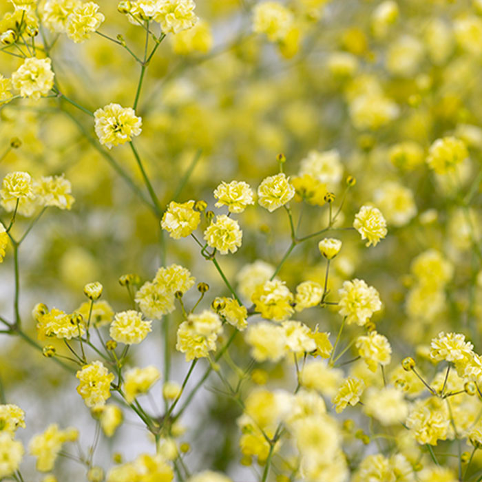 Light Yellow Gypsophila Flower seeds for Planting - Vibrant Colors, Heirloom & GMO Free Seeds for Home Garden