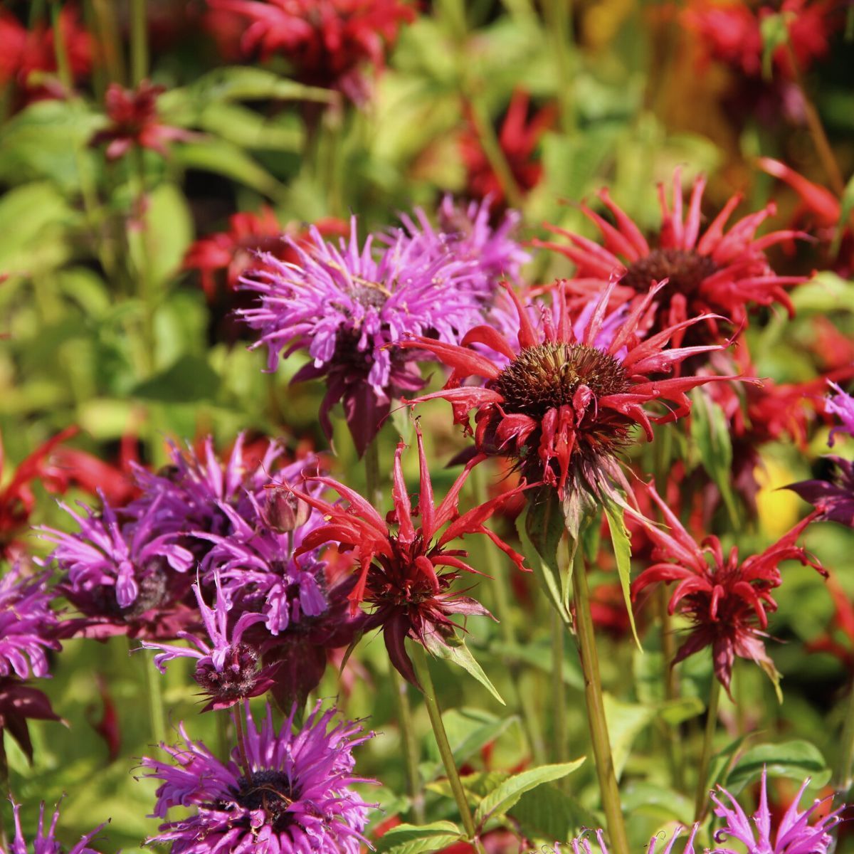 Heirloom Bee Balm perennial flower seeds for borders, containers, and landscapes.