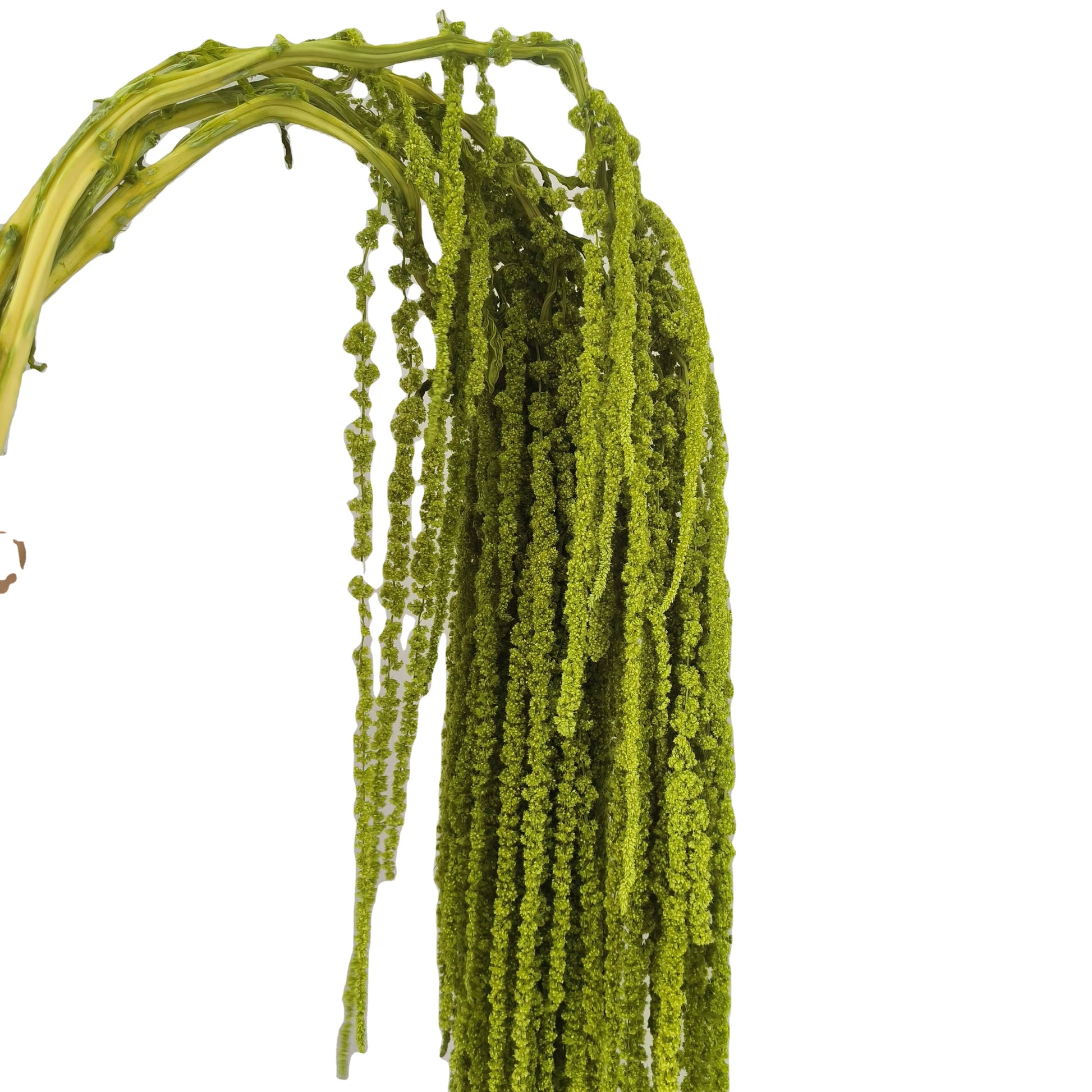 Neon green hanging amaranthus in vase and wall décor arrangement