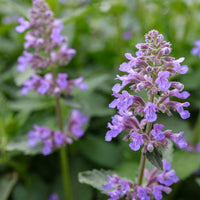 Catmint Flower seeds for Planting Low Maintenance Heirloom & GMO Free Seeds for Home Garden