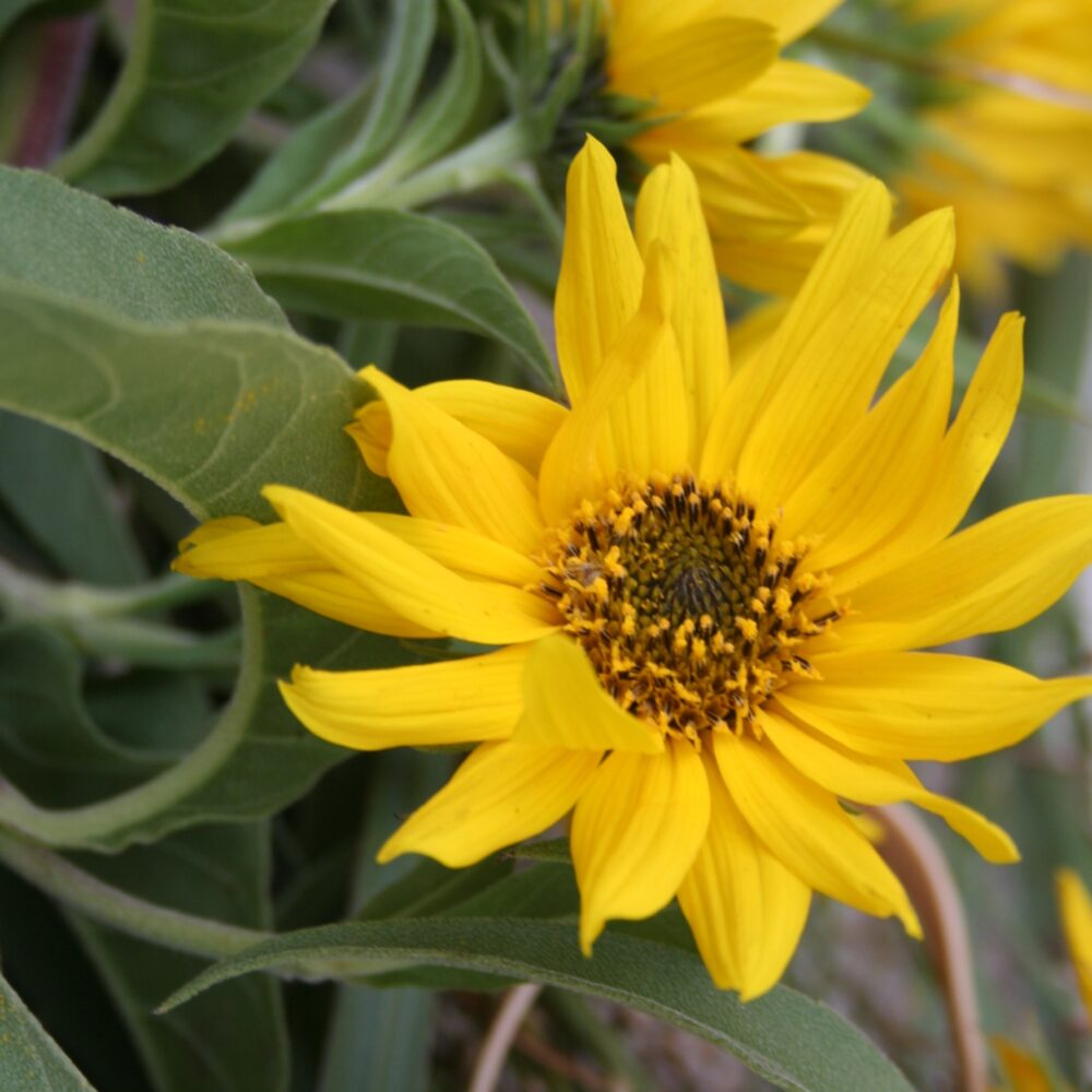 Yellow Maximilian SunFlower seeds for Planting Compact Growth Heirloom & GMO Free Seeds for Home Garden
 
 Sale