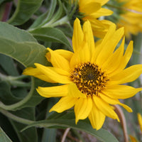 Yellow Maximilian SunFlower seeds for Planting Compact Growth Heirloom & GMO Free Seeds for Home Garden
 
 Sale