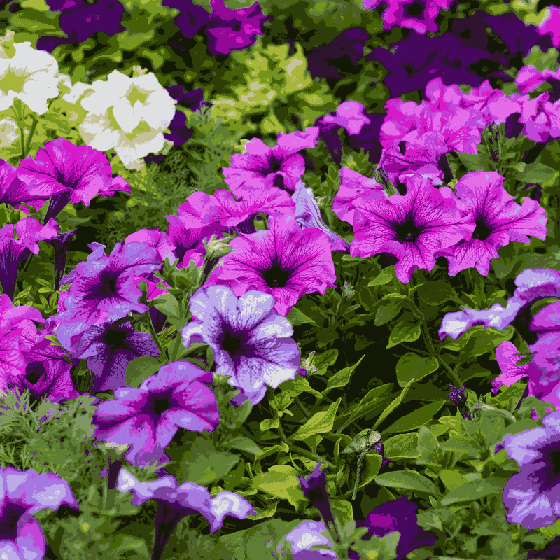Purple Surfinia Planting Seeds - Perfect for Colorful Blooms