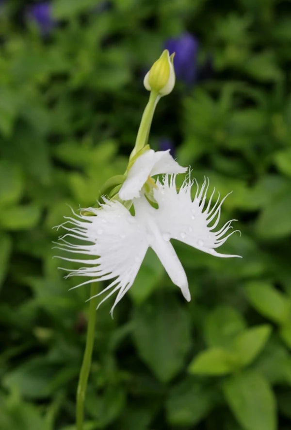 White Egret Flower seeds for Planting Vibrant Colors Heirloom & GMO Free Seeds for Home Garden
 
 Sale