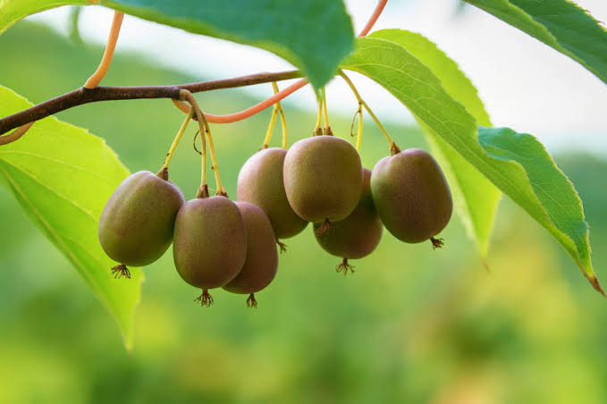 Hardy Kiwi Actinidia arguta seeds for climbing vine garden planting