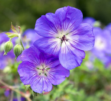 Purple Narcissus Flower Seeds for Planting Sun Loving Heirloom & GMO Free Seeds for Home Garden
 
 Sale