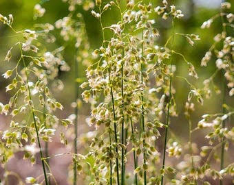 Healthy Hierochloe odorata ornamental grass growing in a garden.