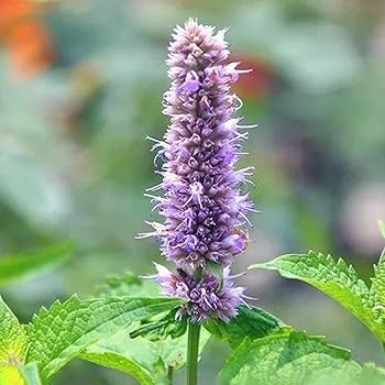 Healthy Patchouli plant with lush green aromatic foliage growing in a garden.