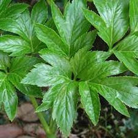 Heirloom Ashitaba herb thriving in a raised garden bed.