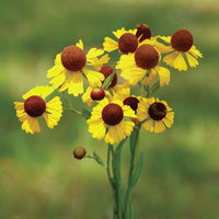 Helenium "Tiny Dancer" Purple Headed seeds for compact blooms