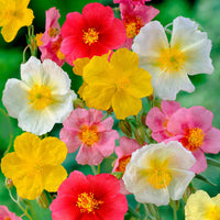 Mixed Helianthemum Rock Rose Flower seeds for Planting - Bright Blooms, Heirloom & GMO Free Seeds for Home Garden
 
 Sale seeds for planting in home garden