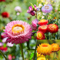 Helichrysum Bracteatum Flower seeds for Planting Pollinator Friendly Heirloom & GMO Free Seeds for Home Garden