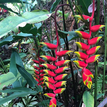 Heliconia Rostrata bird of paradise plant growing with colorful tropical blooms