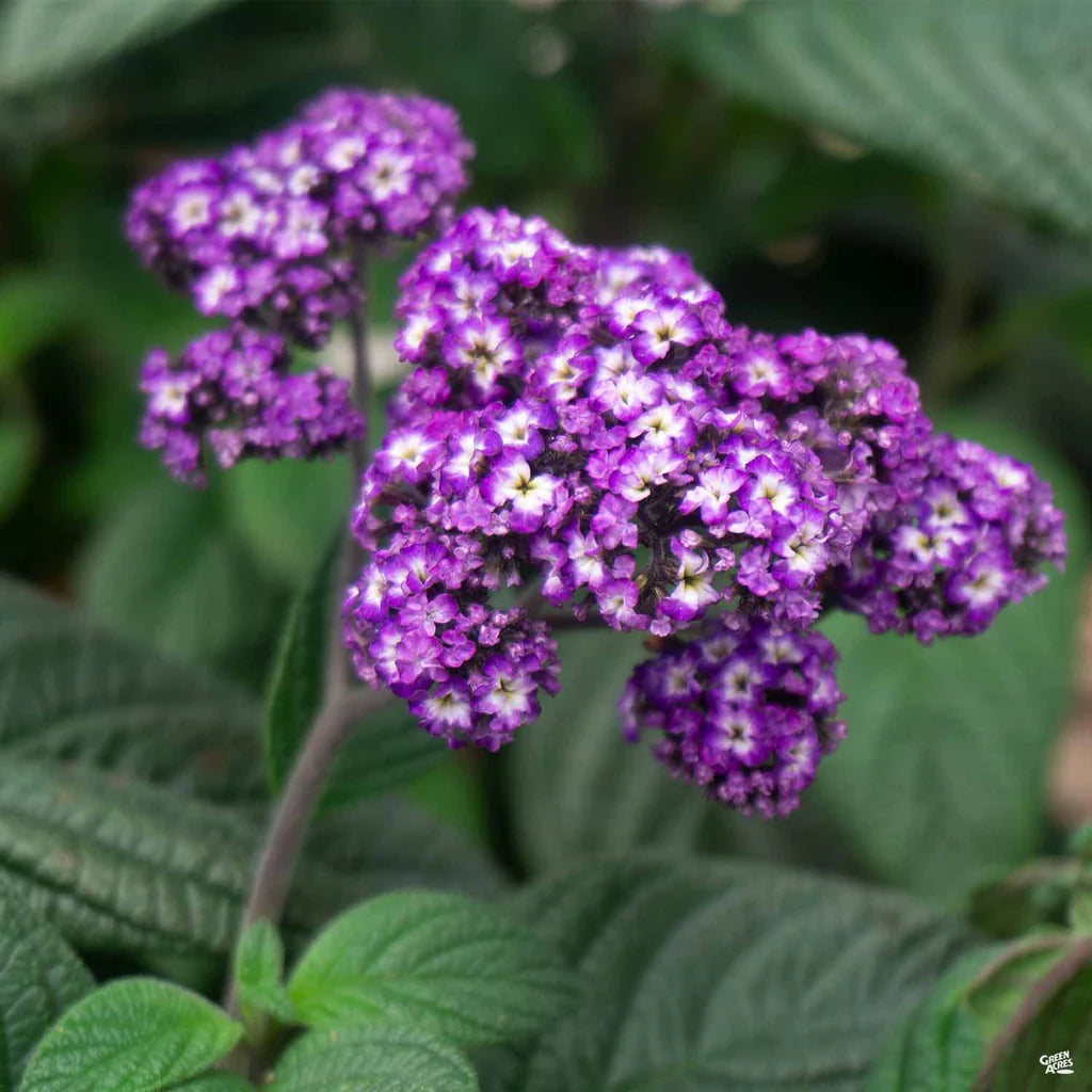 Heliotrope Marine Blue Seeds for Fragrant, Blue Blooms