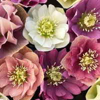 Double Hellebore Lenten Rose flower seeds for planting in home gardens.