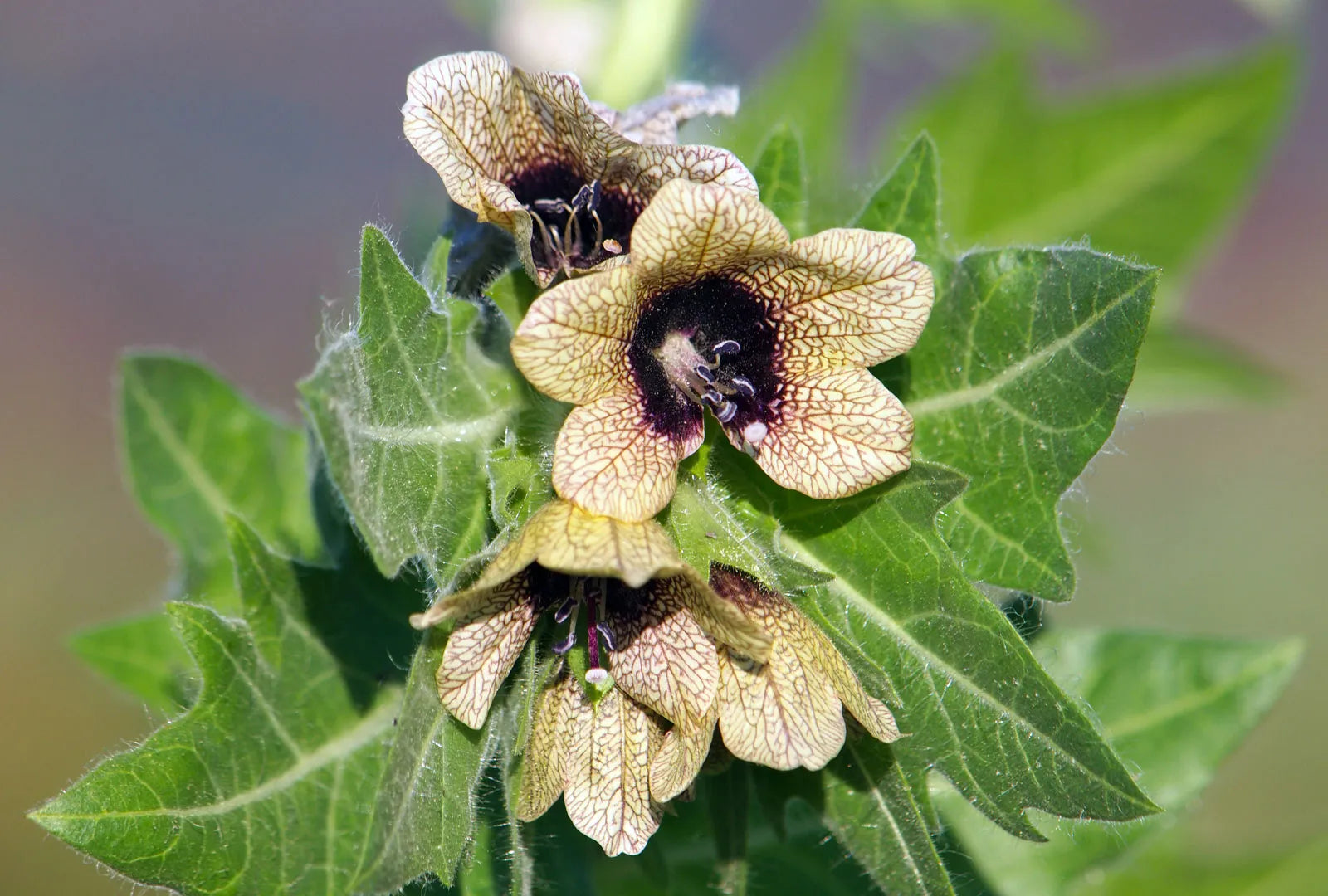 Cream Henbane Flower seeds for Planting - Vibrant Colors, Heirloom & GMO Free Seeds for Home Garden