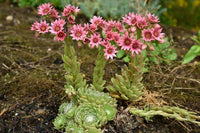 Mixed Sempervivum Flower seeds for Planting - Pollinator Friendly, Heirloom & GMO Free Seeds for Home Garden