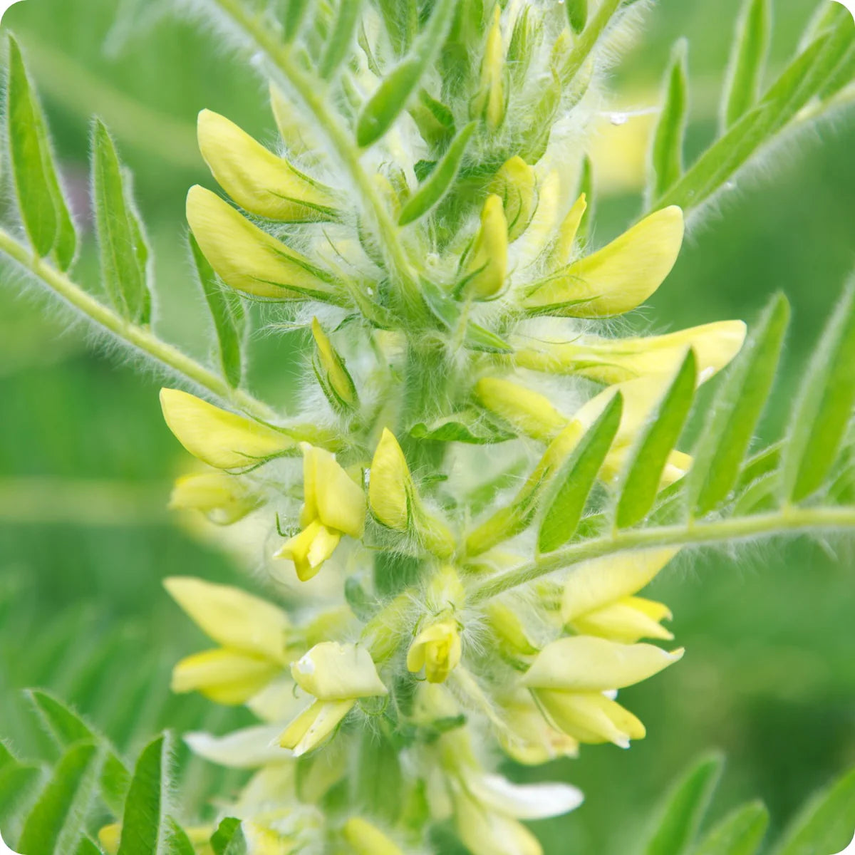 Yellow Astragalus Flower seeds for Planting - Wildflower Mix, Heirloom & GMO Free Seeds for Home Garden