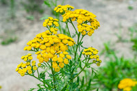 Tansy (Tansy Flower) seeds for planting in home garden