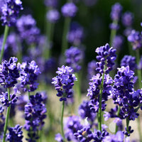 Lavender Flower seeds for Planting Garden Favorite Heirloom & GMO Free Seeds for Home Garden