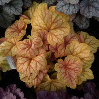 High germination Heuchera seeds