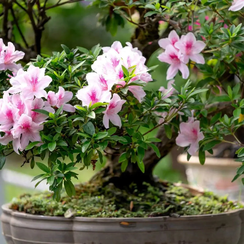 Bonsai Flower seeds for Planting Garden Favorite Heirloom & GMO Free Seeds for Home Garden