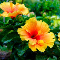 Hibiscus Flower Flower seeds for Planting Pollinator Friendly Heirloom & GMO Free Seeds for Home Garden