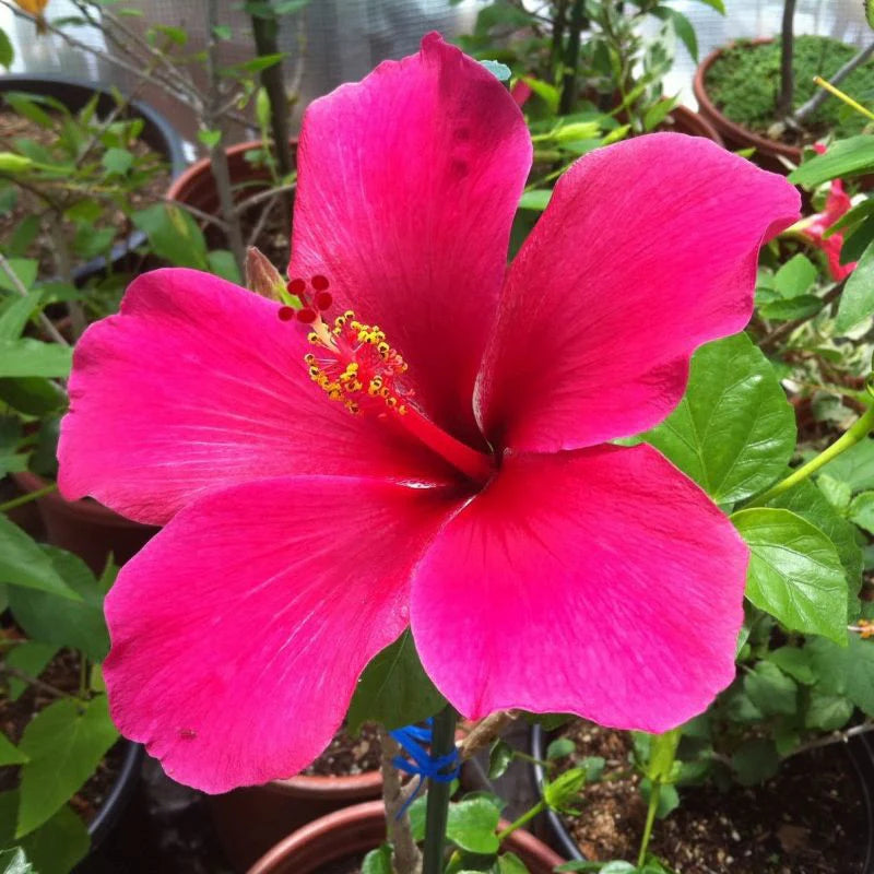 Pink Hibiscus Flower seeds for Planting Cottage Garden Essential Heirloom & GMO Free Seeds for Home Garden