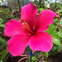 Pink Hibiscus Flower seeds for Planting Long Bloom Season Heirloom & GMO Free Seeds for Home Garden