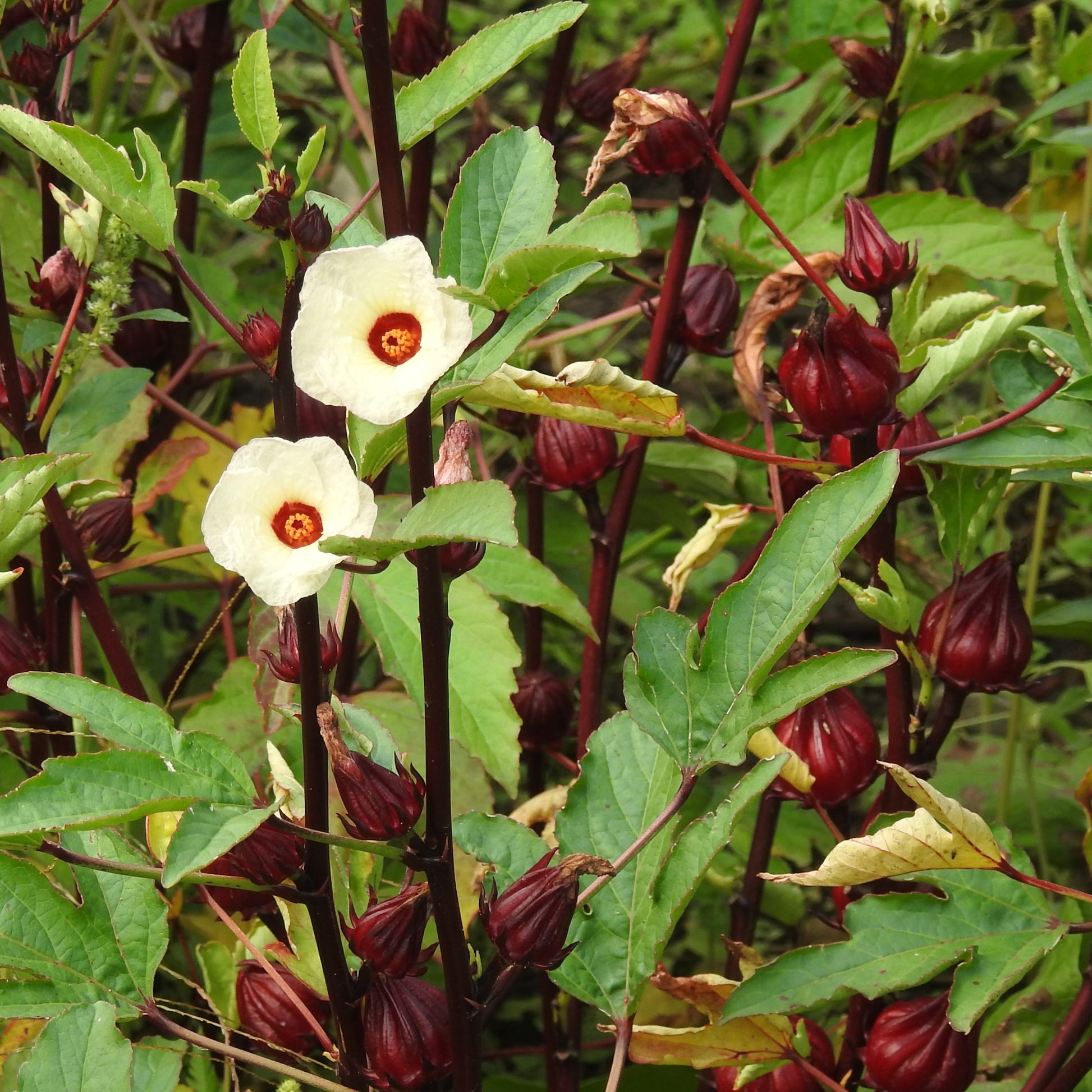 Roselle Hibiscus Sabdariffa Seeds for Planting Edible Garden Herbal Patch