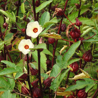 Roselle Hibiscus Sabdariffa Seeds for Planting Edible Garden Herbal Patch