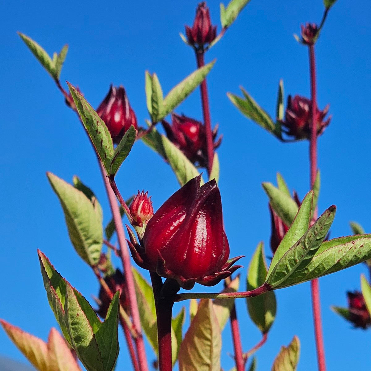 Sorrel Flower Planting Seeds - Grow Fresh Herbs at Home