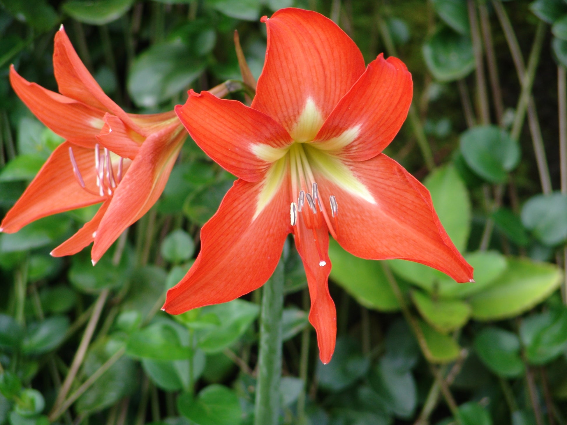 Hippeastrum Rutilum Mixed Flower seeds for Planting - Shade Tolerant, Heirloom & GMO Free Seeds for Home Garden