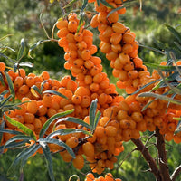 Hippophae rhamnoides Sea Buckthorn shrub with orange berries and green foliage