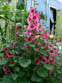 Hollyhock Alcea rosea Flower Seeds for Planting in Flower Bed