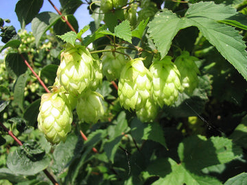 Army Green Humulus Lupulus Seeds for Planting – Heirloom & NonGMO Garden Favorite
 
 Sale