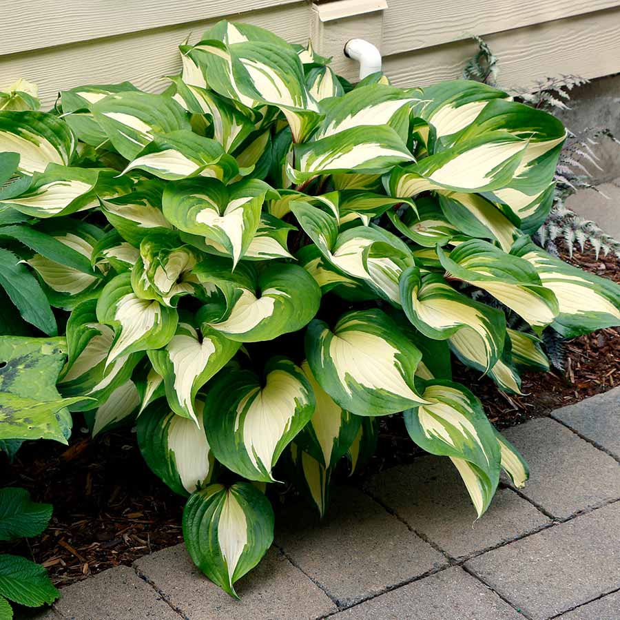 Raspberry Sundae Hosta Roots for Shade Gardens, Borders, Containers & Outdoor Landscapes