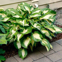 Raspberry Sundae Hosta Roots for Shade Gardens, Borders, Containers & Outdoor Landscapes