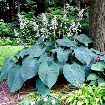 Green Blue Hosta Flower seeds for Planting - Long Bloom Season, Heirloom & GMO Free Seeds for Home Garden