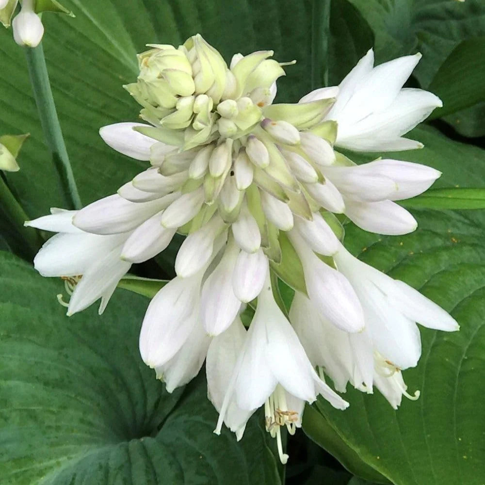 Hosta Flower seeds for Planting Vibrant Colors Heirloom & GMO Free Seeds for Home Garden 
 
 Sale