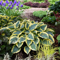 First Frost Hosta Roots for Shade Gardens, Borders, Containers & Outdoor Landscapes