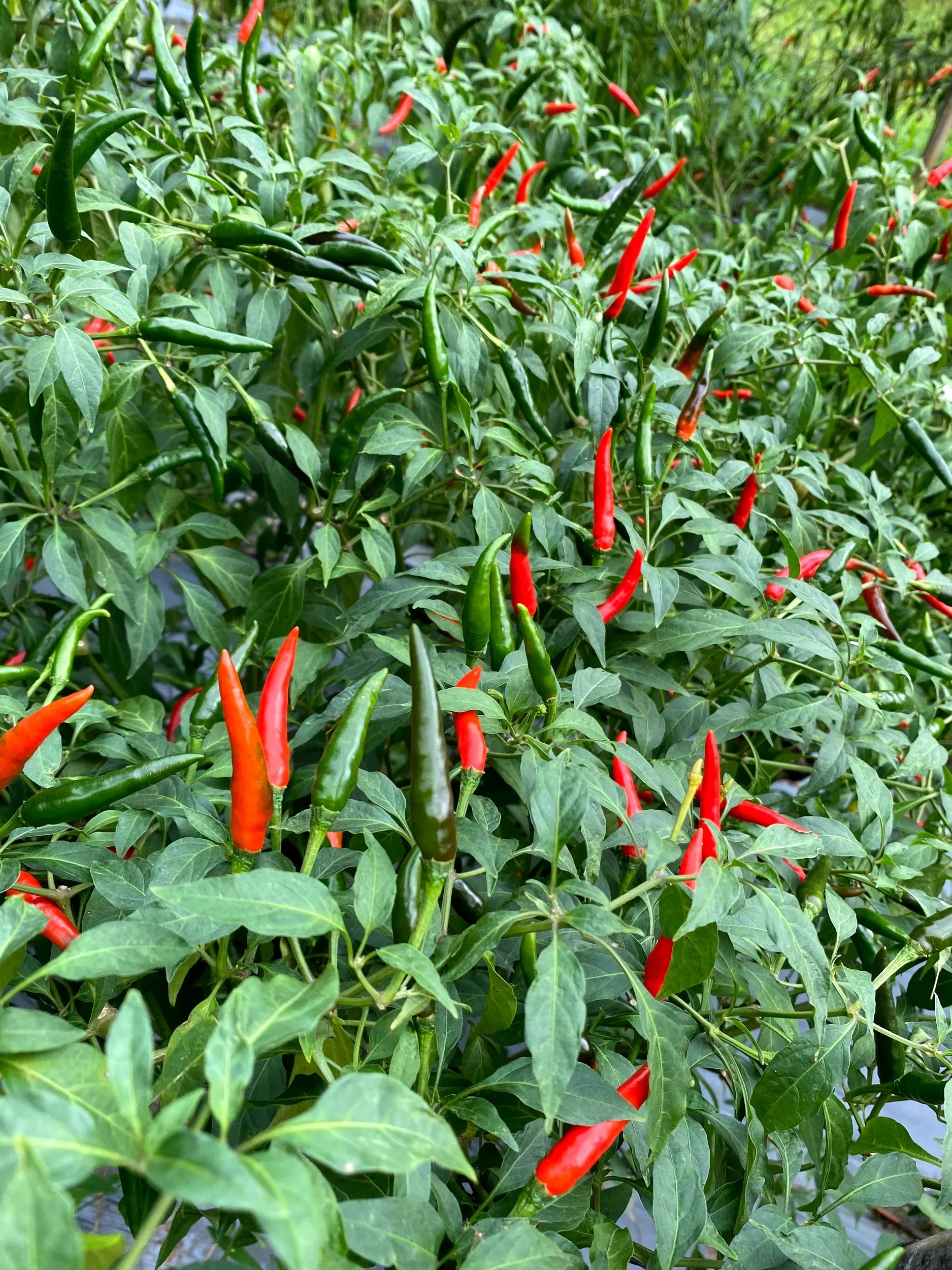 Heirloom non-GMO hot pepper seed assortment featuring colorful pepper varieties