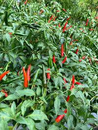 Heirloom non-GMO hot pepper seed assortment featuring colorful pepper varieties