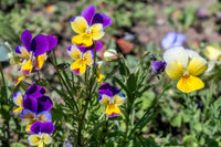 Blue Jump Up Flower seeds for Planting - Cottage Garden Essential, Heirloom & GMO Free Seeds for Home Garden