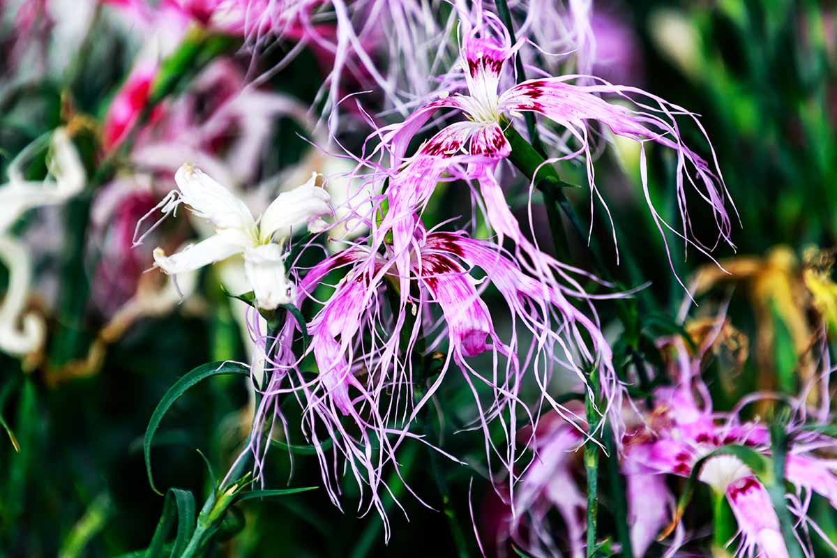 Dianthus (Dianthus Spooky) seeds for planting in home garden