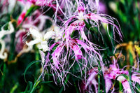 Dianthus (Dianthus Spooky) seeds for planting in home garden