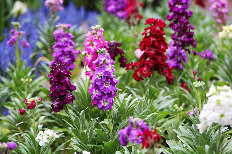 Purpur Stock Matthiola Abend oder Nacht Seeds for Fragrant, Purple Blooms