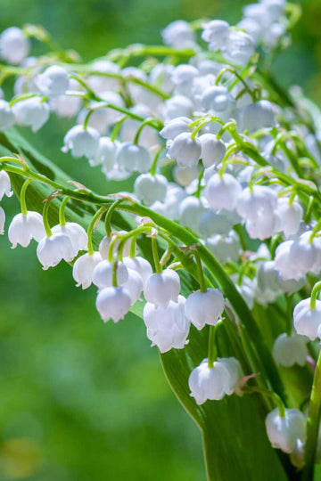 Convallaria majalis Lily of the Valley with white bell-shaped flowers.
